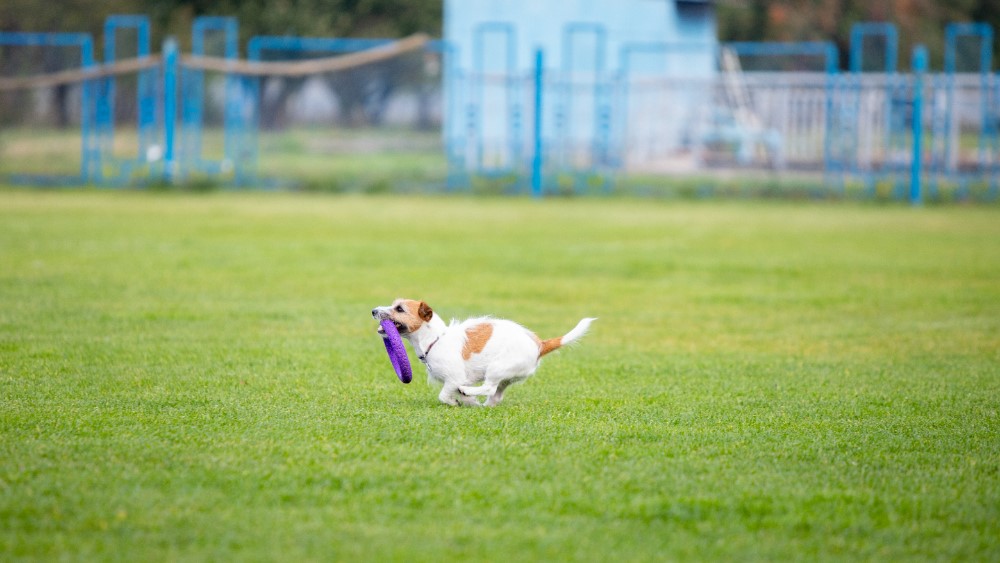 犬がフリスビーを持って走りまわっる