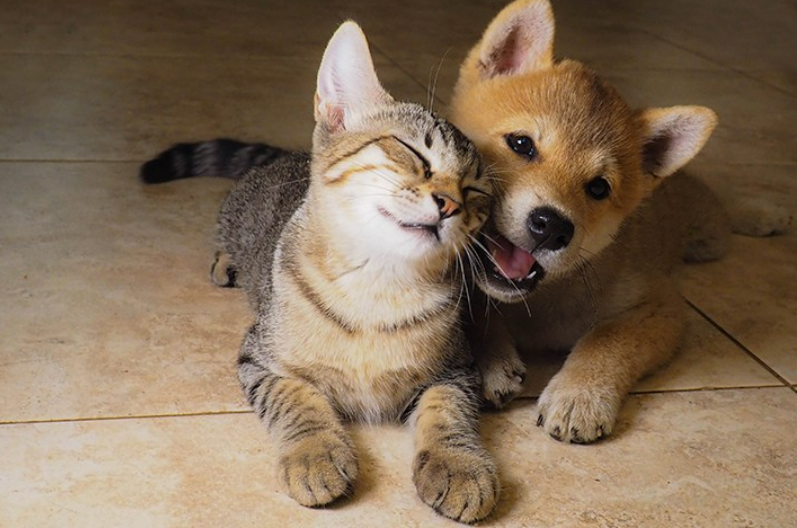 寄り添うアメリカンショートヘアーの子猫と柴犬の子犬