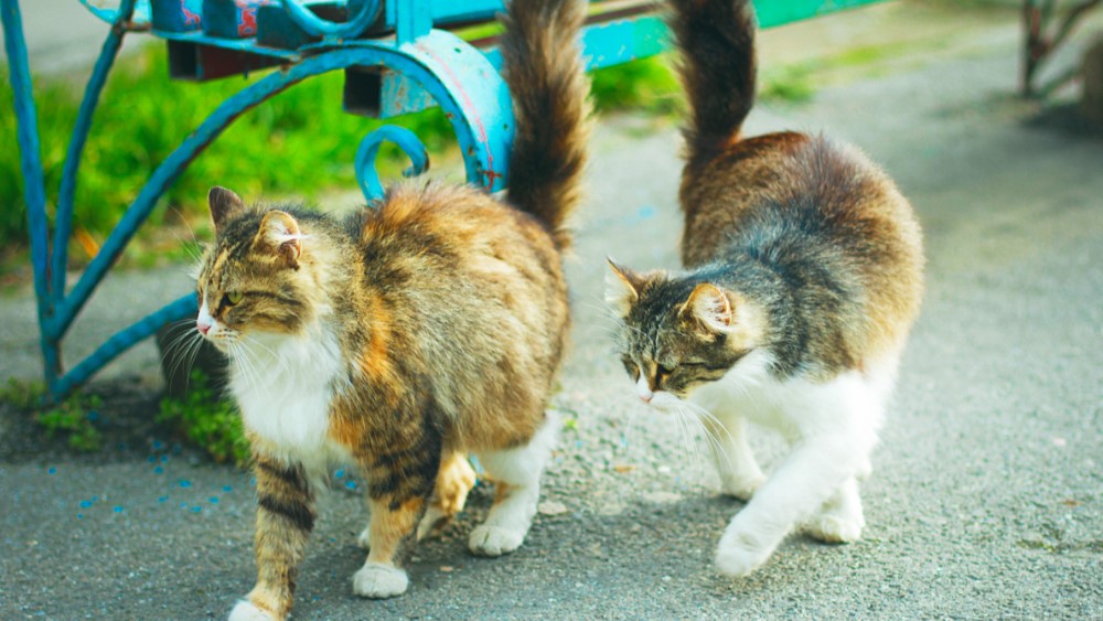 長毛猫２匹がおさんぽ