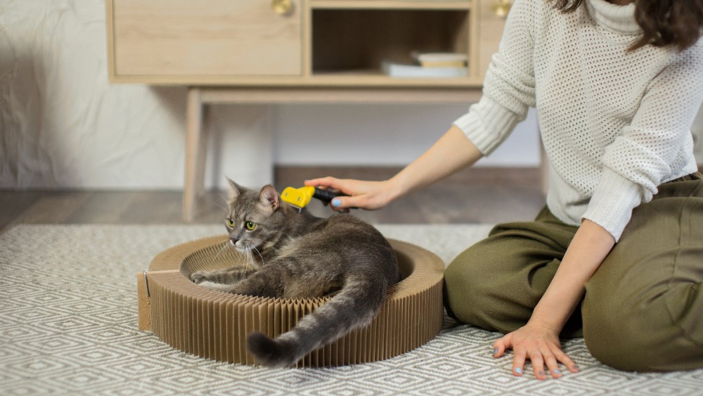 女性にブラッシングされながら、爪とぎをするネコ