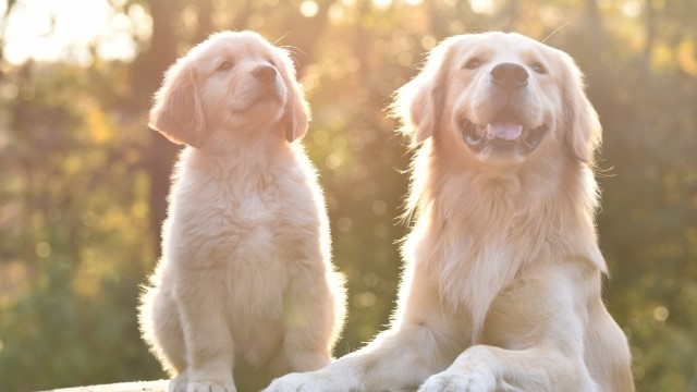 子犬と成犬のゴールデンレトリーバー