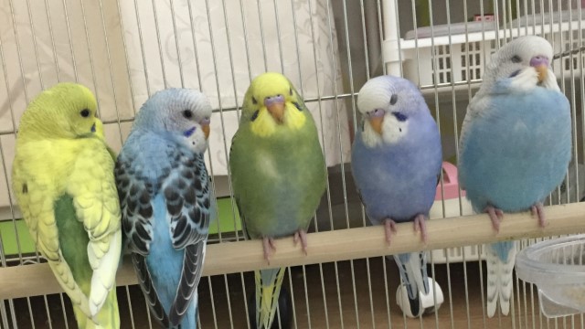 セキセイインコ集合