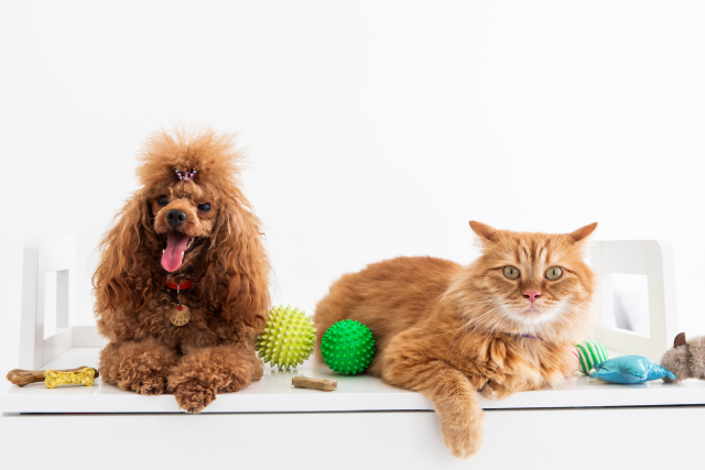 おもちゃに囲まれた犬と猫