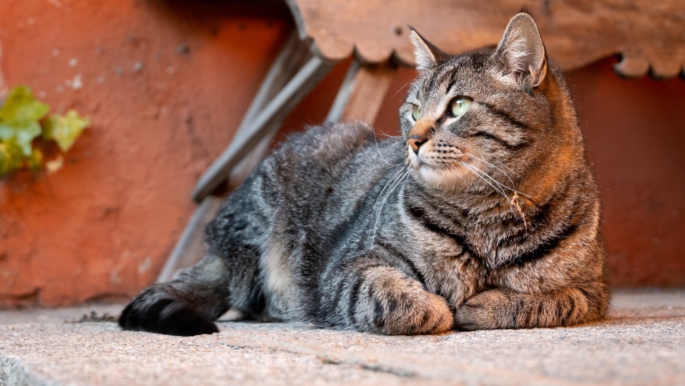 雑種猫が香箱を作って座っている