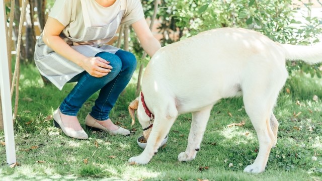 女性が大型犬にごはんを食べさせている