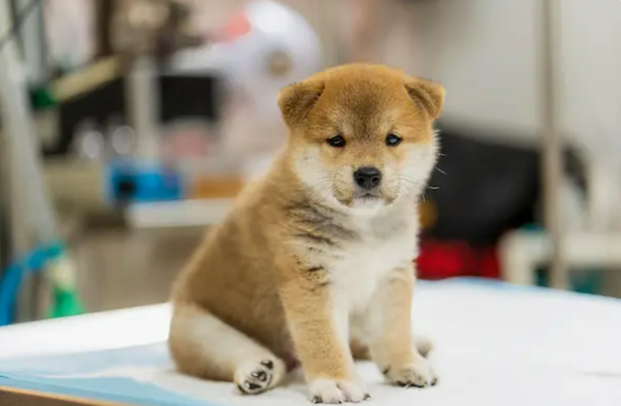 おすわりをする赤柴の子犬。