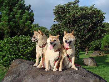 お散歩中の公園の大きな石の上に座る赤柴3匹。