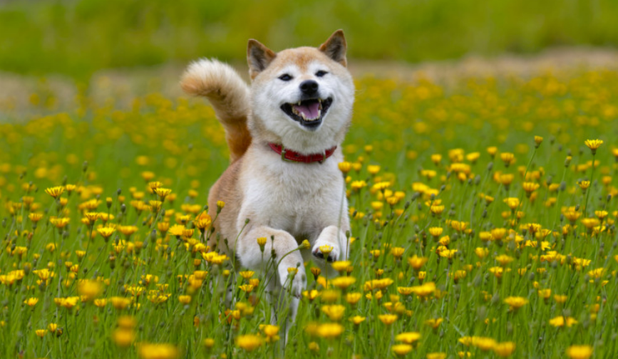 黄色いお花畑の中を赤柴がこっちへ向かって走っている。