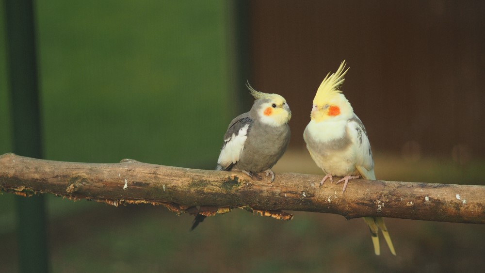 オカメインコ仲良し