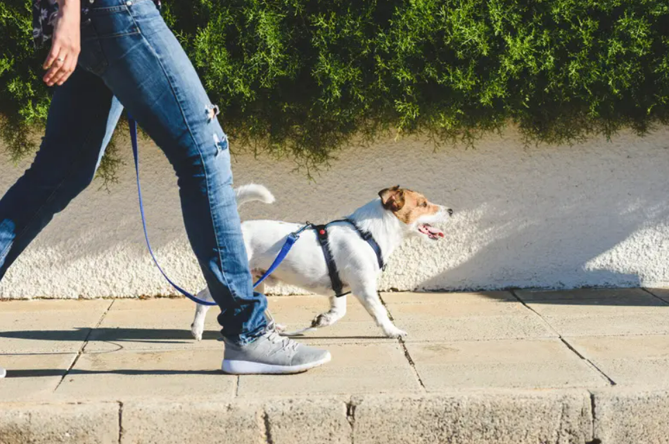 飼い主と散歩をする犬