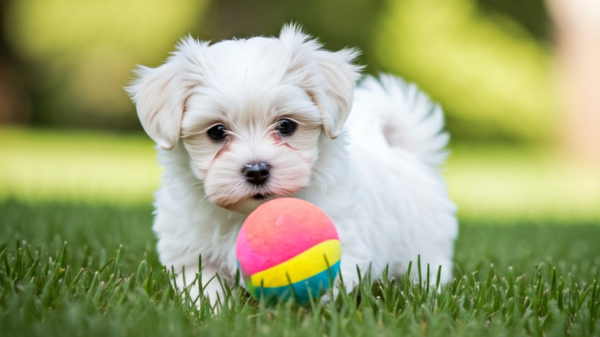 ボールで遊ぶマルチーズの子犬