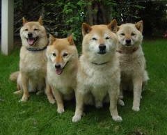 4匹の柴犬が芝生で並んでお座りをしている。