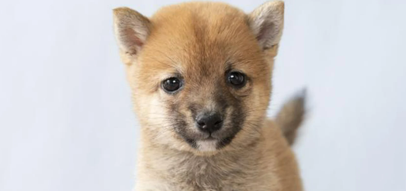 赤の豆柴の子犬の顔。