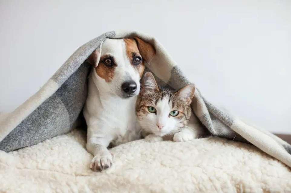 こちらを見つめる寄り添った犬と猫