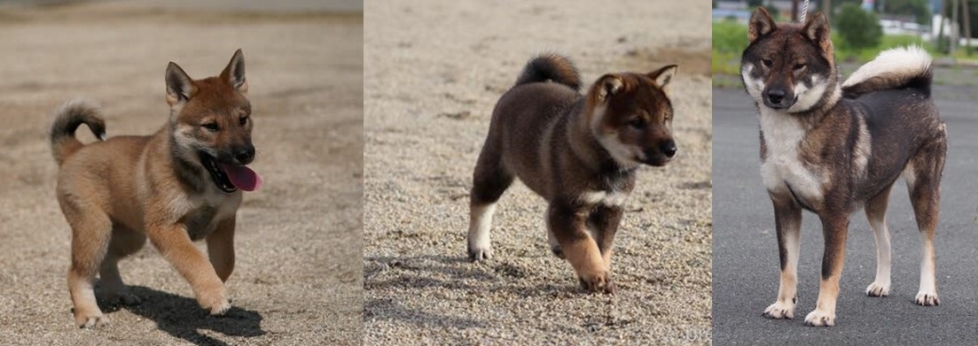 砂浜で遊ぶ四国犬の子犬2頭と成犬1頭の写真。里親探しに関連した四国犬の姿を描写。