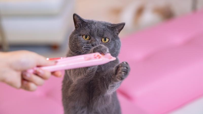 ブリティッシュ・ショートヘアがちゅーるを食べている