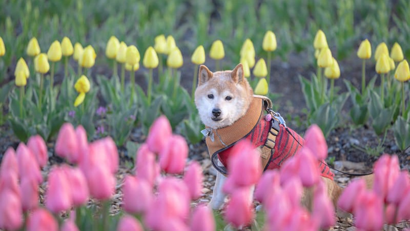 柴犬がピンクと黄色のチュウリップに囲まれている