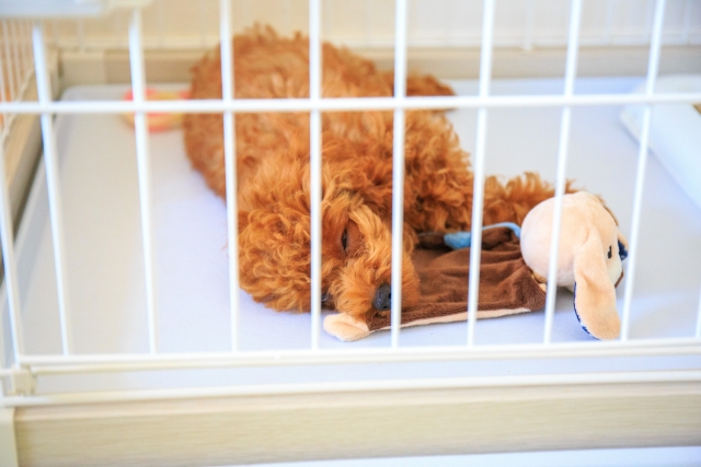 ケージで眠るプードル