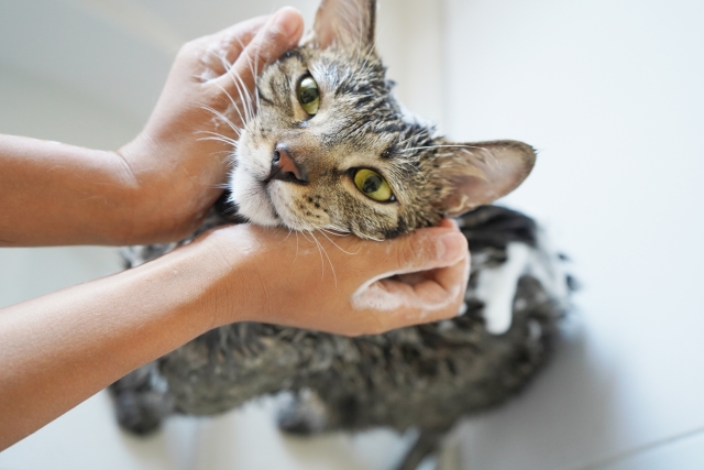 お風呂場でシャンプーされる泡がついた猫