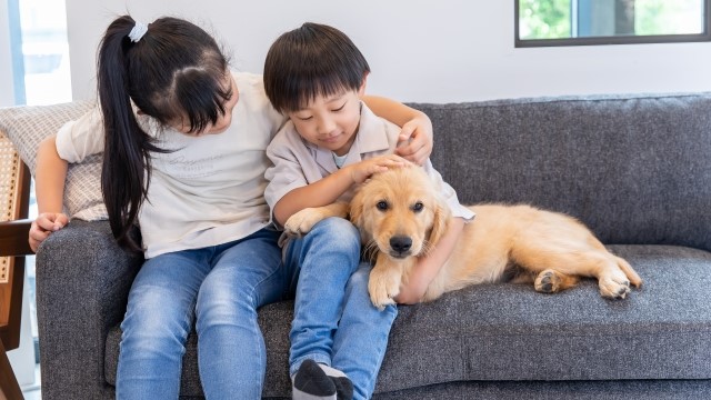 子供2人とゴールデンレトリーバー子犬が椅子にすわってる