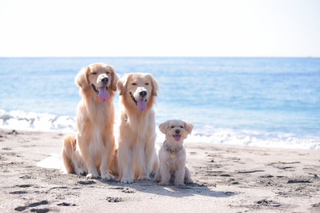 海辺に並ぶ大型犬と小型犬