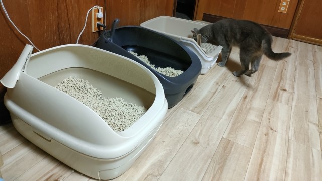 猫トイレが並んでいる