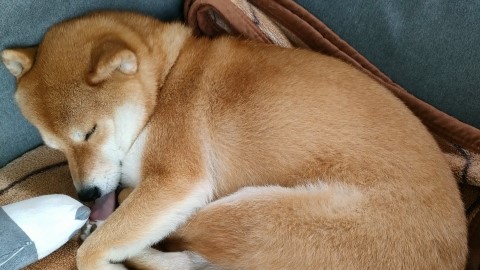 柴犬が昼寝している