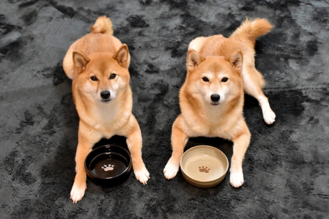 食事を待つ柴犬