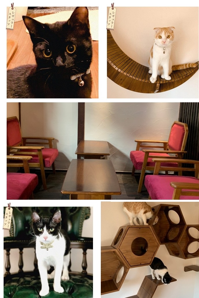 京都の猫カフェ『町家猫喫茶うたねこ堂』のカフェ内の5枚の写真です。京都の町家という古い建物を活用されており京都らしい雰囲気の店内に様々な種類の猫たちがつろいでいます。