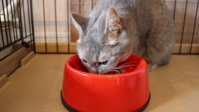 ごはんを食べる猫