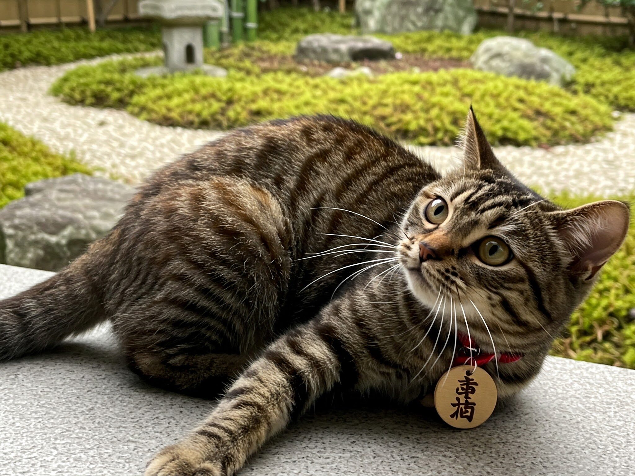 日本の伝統的な美意識と猫の愛らしさを融合させている。背景は
日本の伝統的な茶庭を模した風景。猫は珍しい巻き毛の三毛猫で、その模様は日本の自然美を象徴している。首輪は小さな木札に名前が刻まれている。木札は日本の伝統的な素材であり、温かみがある。