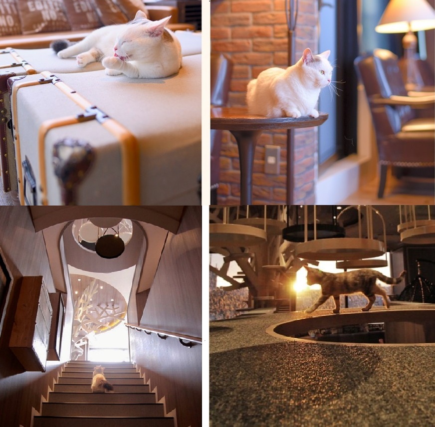 東京渋谷の猫カフェ『Cat Cafe MOCHA』のカフェ内の様子の4枚の写真です。おしゃれなカフェ内に猫たちがたたずんでいます。