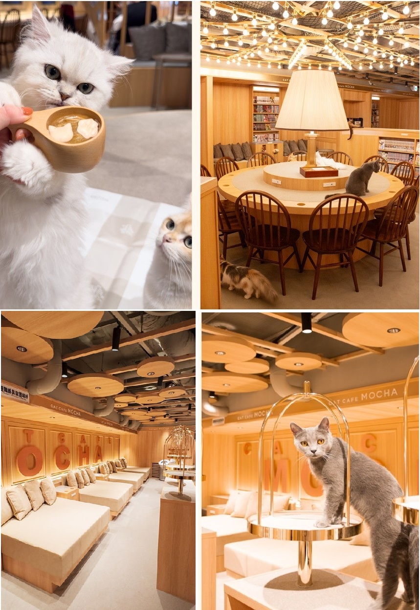 大阪梅田の『猫カフェMoCHA梅田店』のカフェ内の4枚の写真です。お洒落な店内に可愛い様々な種類の猫たちが楽しそうにこちらを見つめています。