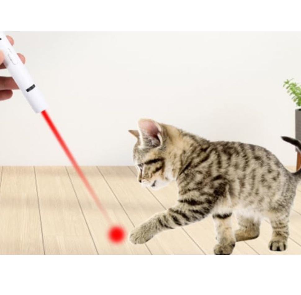 レーザーポインターを追いかける猫。遊びながら撮影