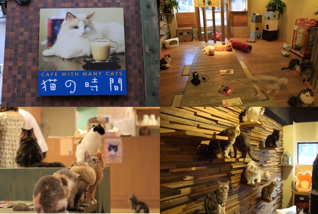 大阪の『ねこの時間 難波店』の猫の映っているお店の看板とカフェ内の4枚の写真です。可愛い店内に様々な種類の猫たちが楽しそうに遊びくつろいでいます。