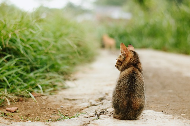 子猫が座ってる