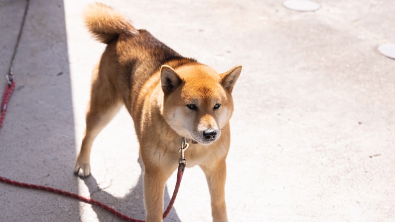 柴犬が首に繋がれている