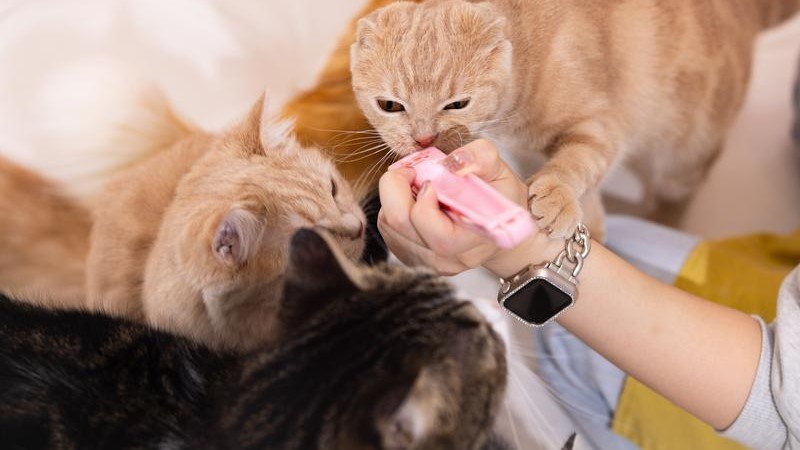 いっぱいの猫がちゅーるを食べてる