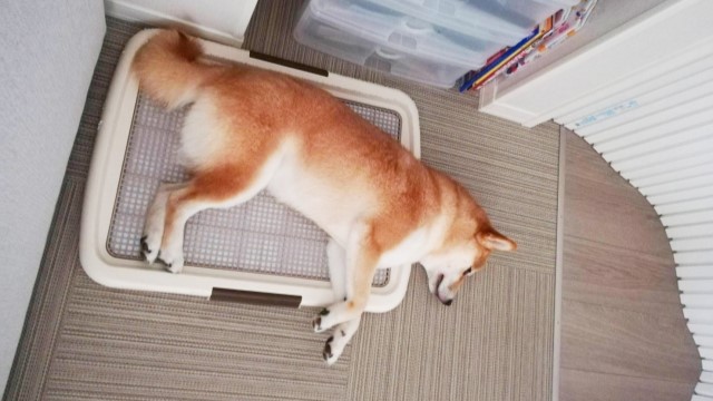 柴犬がトイレで寝ている