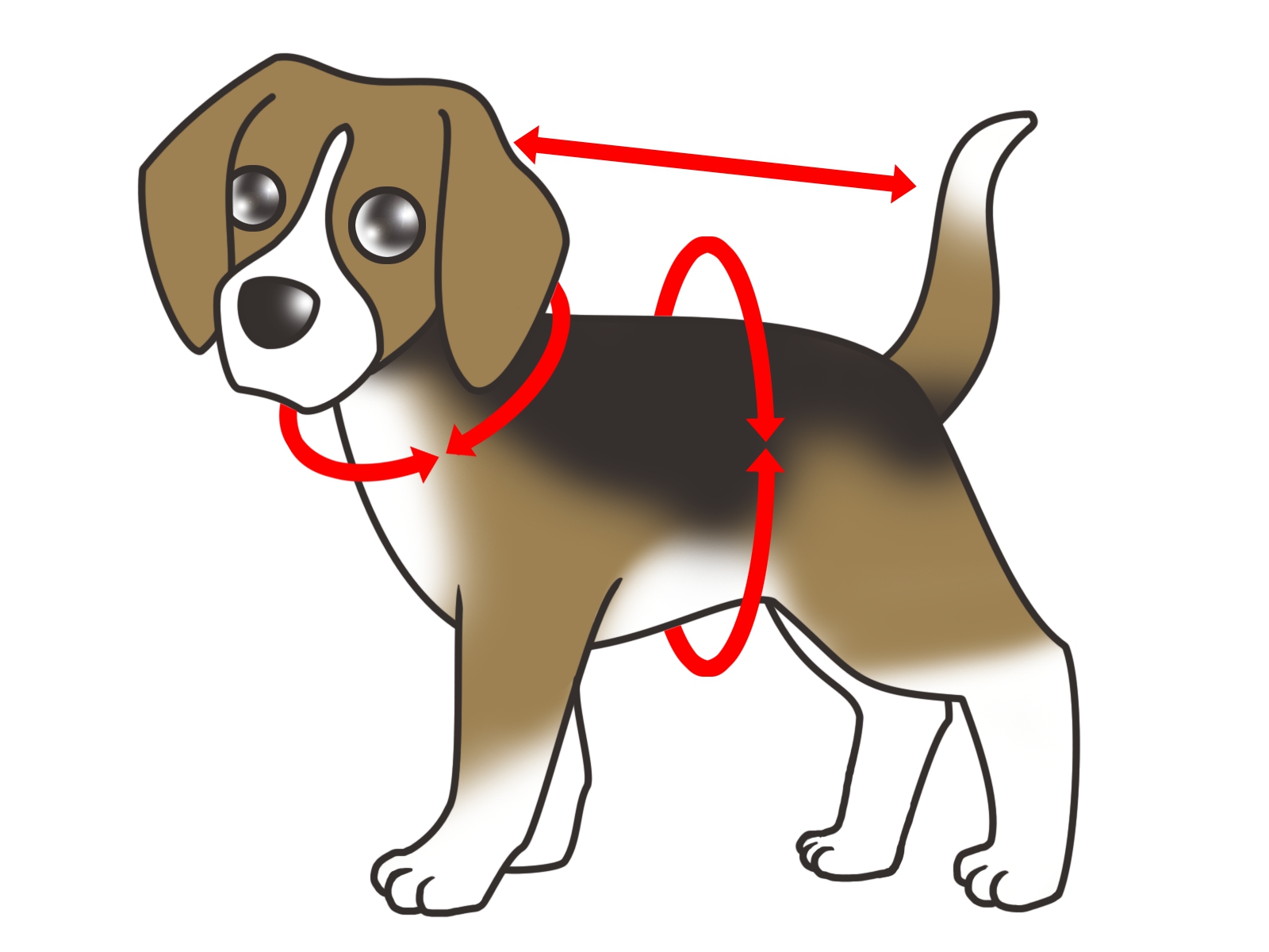 犬の採寸箇所
