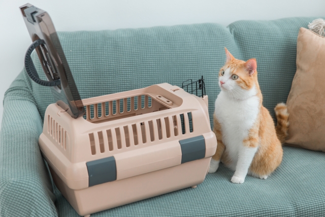 ペットキャリーを見つめる猫